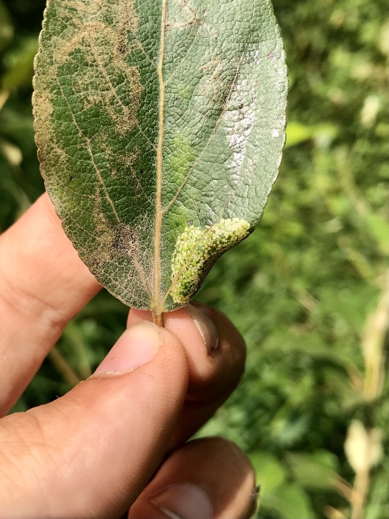 Balsam Poplar Leaf Blotch Miner