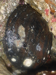 Haliotis cracherodii