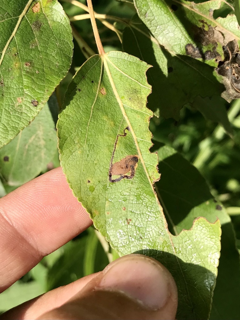 Stigmella populetorum