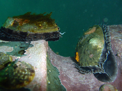 Haliotis rufescens