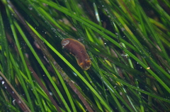 Doriopsilla albopunctata