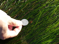 Doriopsilla albopunctata