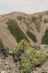 Helichrysum coralloides