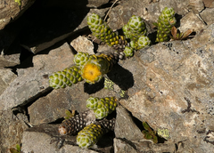 Helichrysum coralloides