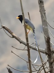 Urocissa flavirostris