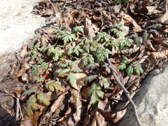 Phacelia bipinnatifida