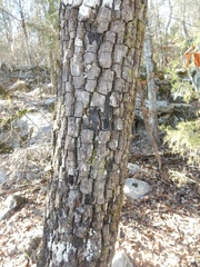 Diospyros virginiana