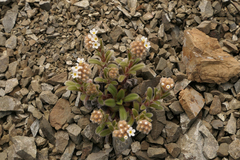Myosotis traversii traversii