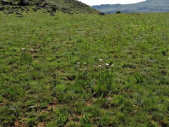 Callilepis laureola image