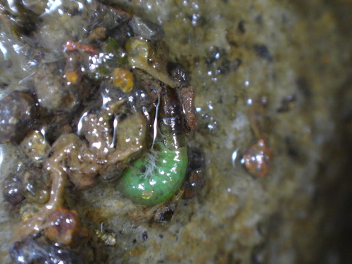 Net-spinning caddisfly photo 4