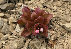 Epilobium forbesii