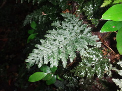 Microlepia strigosa