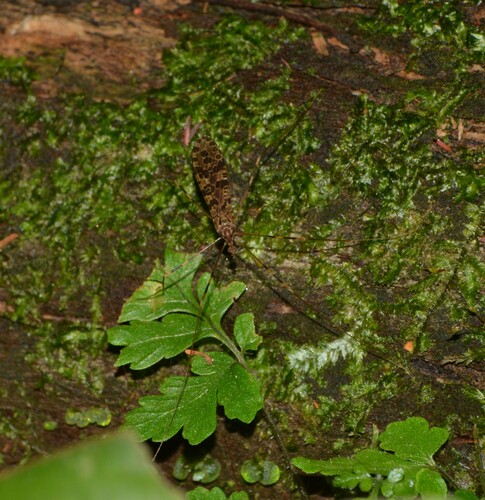 Epiphragma persanctum