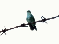 Chrysuronia coeruleogularis