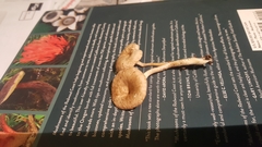 Clitocybe salmonilamella