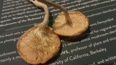 Clitocybe salmonilamella