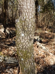 Diospyros virginiana