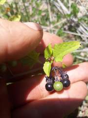 Solanum opacum