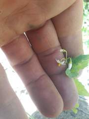Solanum opacum