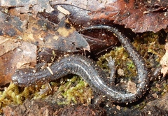 Plethodon dorsalis