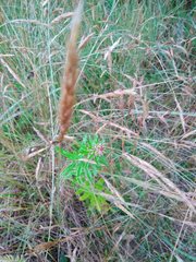 Gamochaeta simplicicaulis