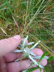 Gamochaeta simplicicaulis