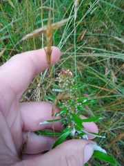 Gamochaeta simplicicaulis