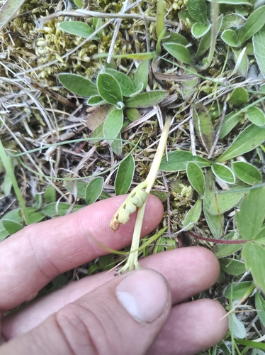 Image of Botrychium pallidum by no rights reserved