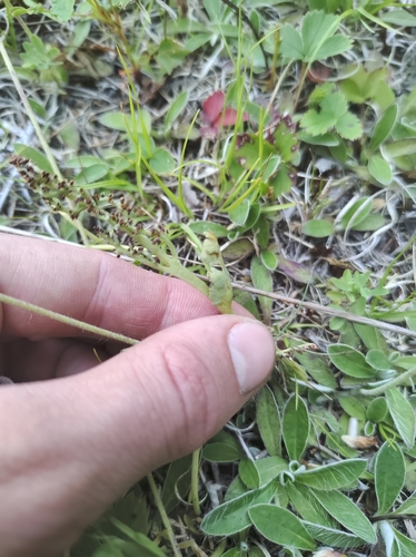 Image of Botrychium pallidum by no rights reserved