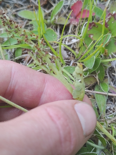 Image of Botrychium pallidum by no rights reserved