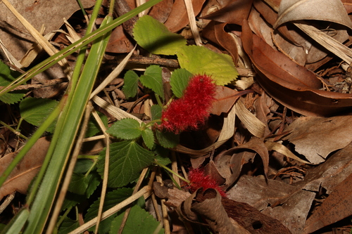 Acalypha herzogiana