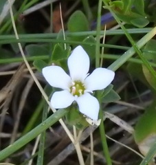 Bacopa