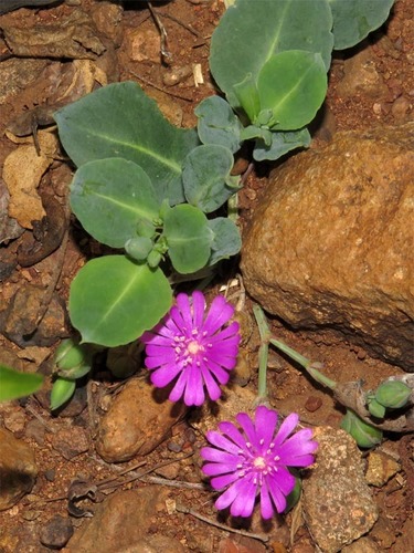 Lophiocarpaceae
