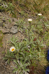 Aecidium celmisiae-discoloris