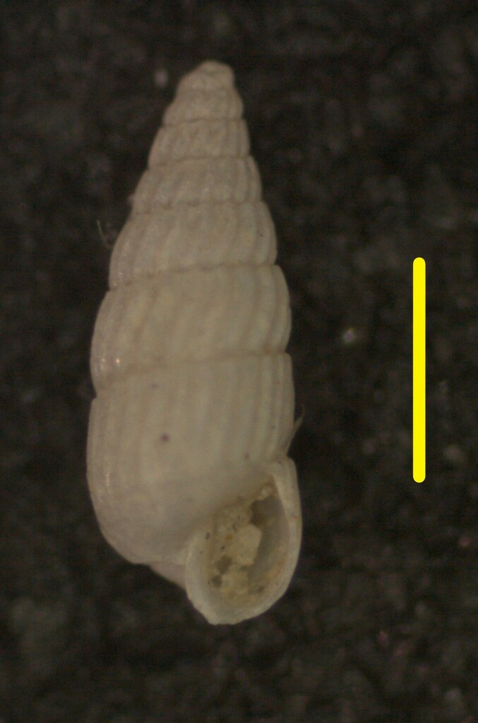 Turbonilla abrupta