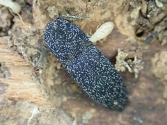 Lacon punctatus