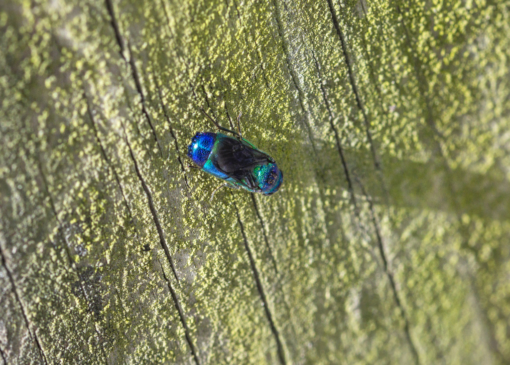 Metallic Bluishgreen Cuckoo Wasp from Shadow Creek Ranch, Pearland, TX