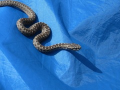 Vipera renardi