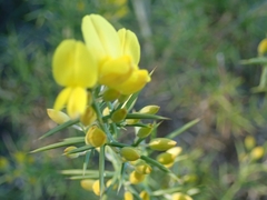 Ulex parviflorus parviflorus
