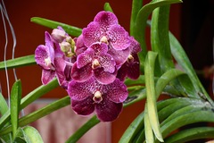 Vanda