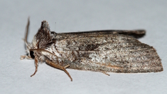Gallaba ochropepla
