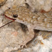 Kotschy's Gecko - Photo (c) Paolo Mazzei, some rights reserved (CC BY-NC), uploaded by Paolo Mazzei
