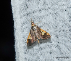 Ulopeza idyalis