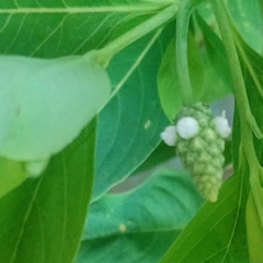 Sphenoclea zeylanica