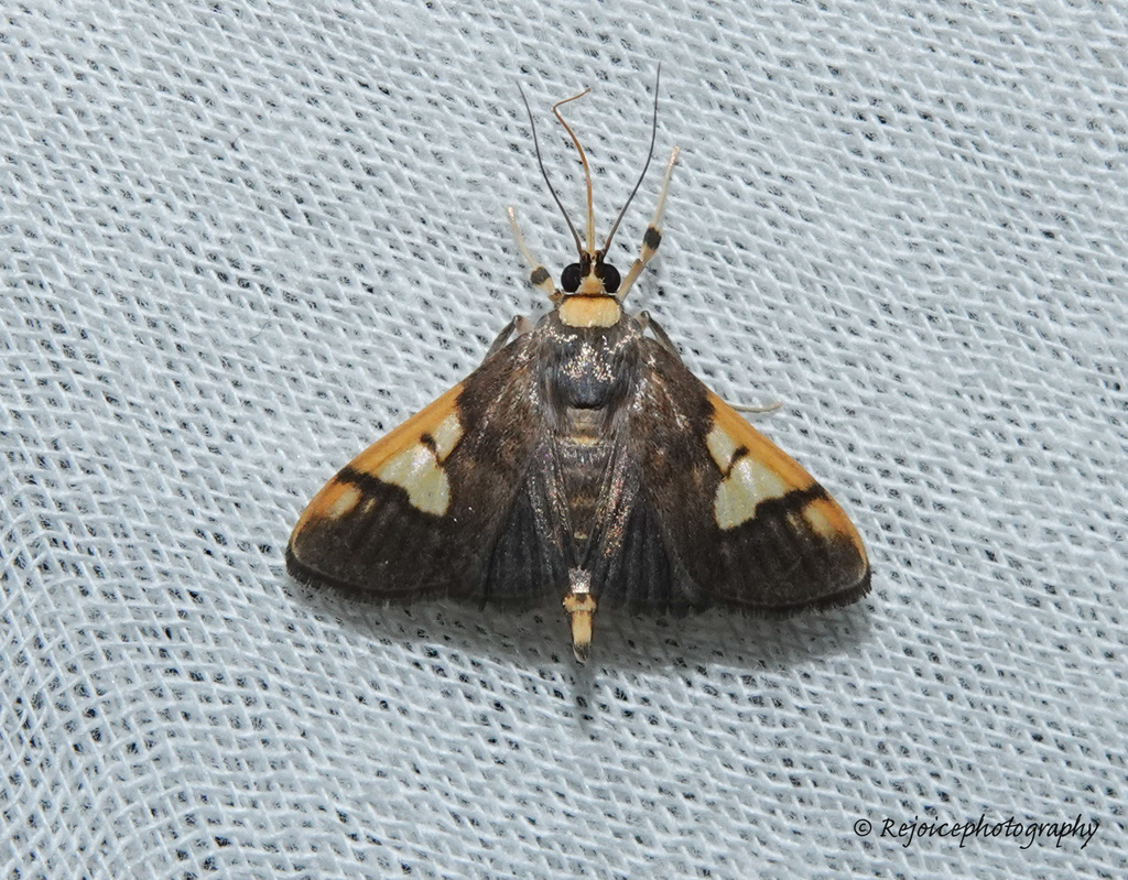 Ulopeza idyalis