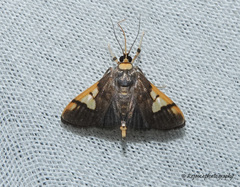 Ulopeza idyalis