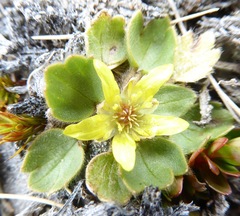 Ranunculus royi