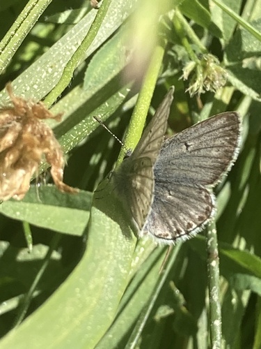 iNaturalist observation photo of Sierra Blue