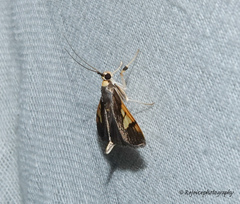 Ulopeza idyalis