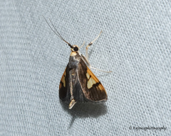 Ulopeza idyalis